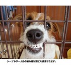 Grannicks Bitter Apple Spray Yuck Stop Dog Cat Chewing Puppy Repellent Deterrent Grannicks Bitter Apple Spray Yuck Stop Dog Cat Chewing Puppy Repellent Deterrent