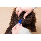 FRONTLINE Spot On Flea & Tick Treatment for Medium Dogs (10-20 kg) - 3 Pipettes FRONTLINE Spot On Flea & Tick Treatment for Medium Dogs (10-20 kg) - 3 Pipettes