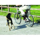 Pet Corrector Spray for Dogs, Dog Training Spray to Stop Barking and Unwanted behaviours, Pet Deterrent and Training Spray, 200 ml Pet Corrector Spray for Dogs, Dog Training Spray to Stop Barking and Unwanted behaviours, Pet Deterrent and Training Spray, 200 ml