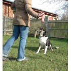 Pet Corrector Spray for Dogs, Dog Training Spray to Stop Barking and Unwanted behaviours, Pet Deterrent and Training Spray, 200 ml Pet Corrector Spray for Dogs, Dog Training Spray to Stop Barking and Unwanted behaviours, Pet Deterrent and Training Spray, 200 ml