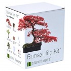 Bonsai Trio Kit - 3 Distinctive Bonsai Trees to Grow Valentines Gift