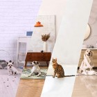 Zoflora Fresh Home Multi-purpose Concentrated Antibacterial Disinfectant, Eliminate Pet Odours 6 x 500ml Bottles - Mountain Air Fragrance