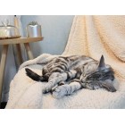 Premium Fluffy Fleece Dog Blanket, Soft and Warm Pet Throw Dogs Cats Small